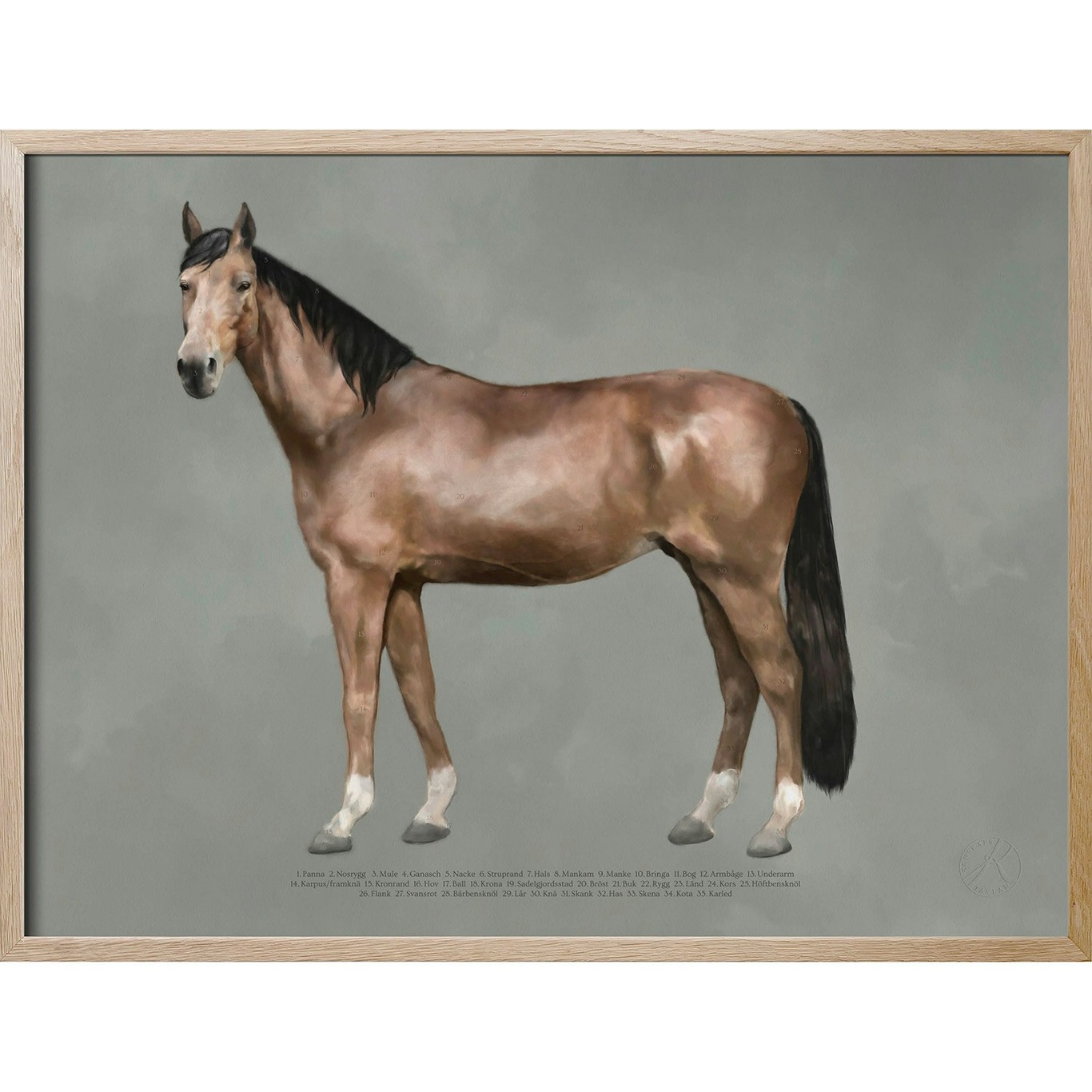 Anatomy of the horse Plakat, 30x40 cm